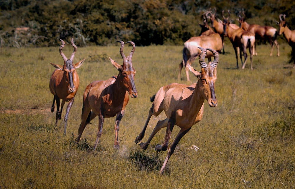 a herd of antelope running through a grassy field