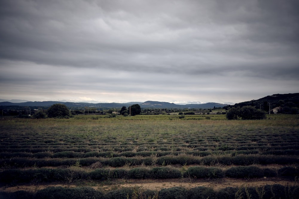a field of lavender plants under a cloudy sky