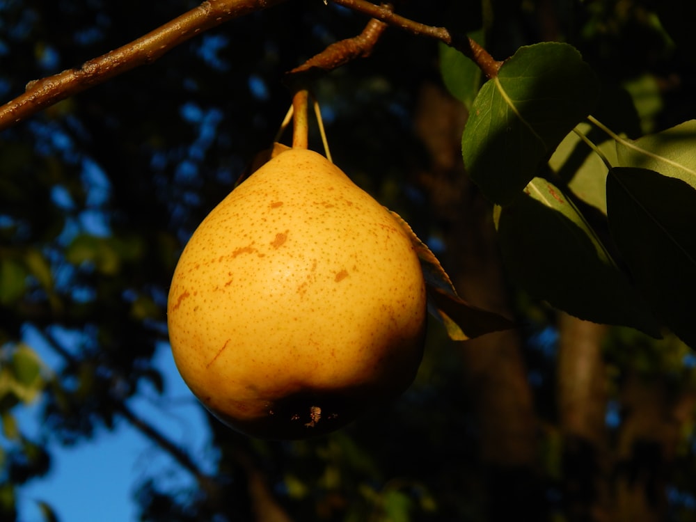 a pear hanging from a tree branch with leaves