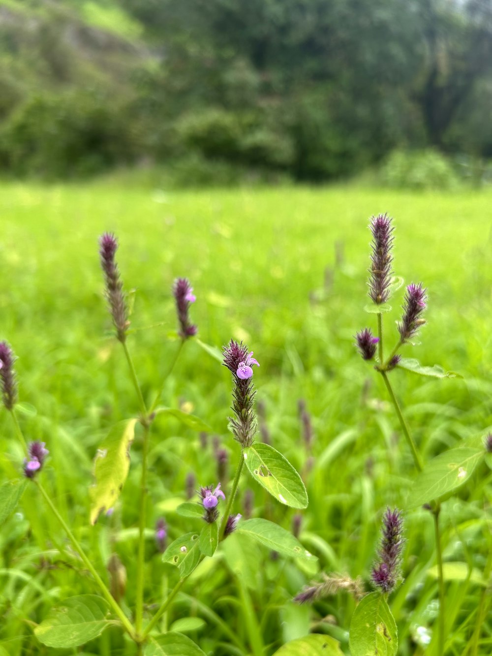 a field of green grass with purple flowers