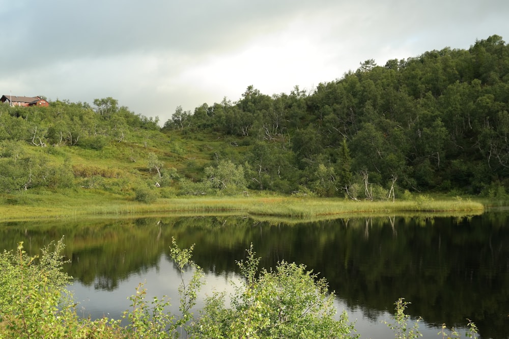um pequeno lago rodeado por uma colina verde exuberante