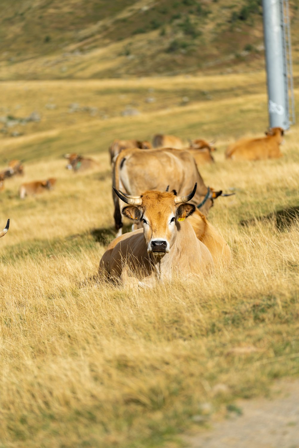 a herd of cattle standing on top of a grass covered field