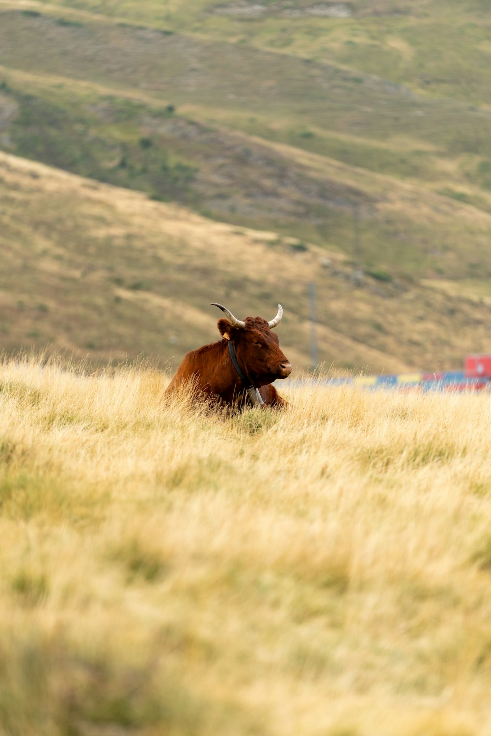 a cow laying down in a field of tall grass