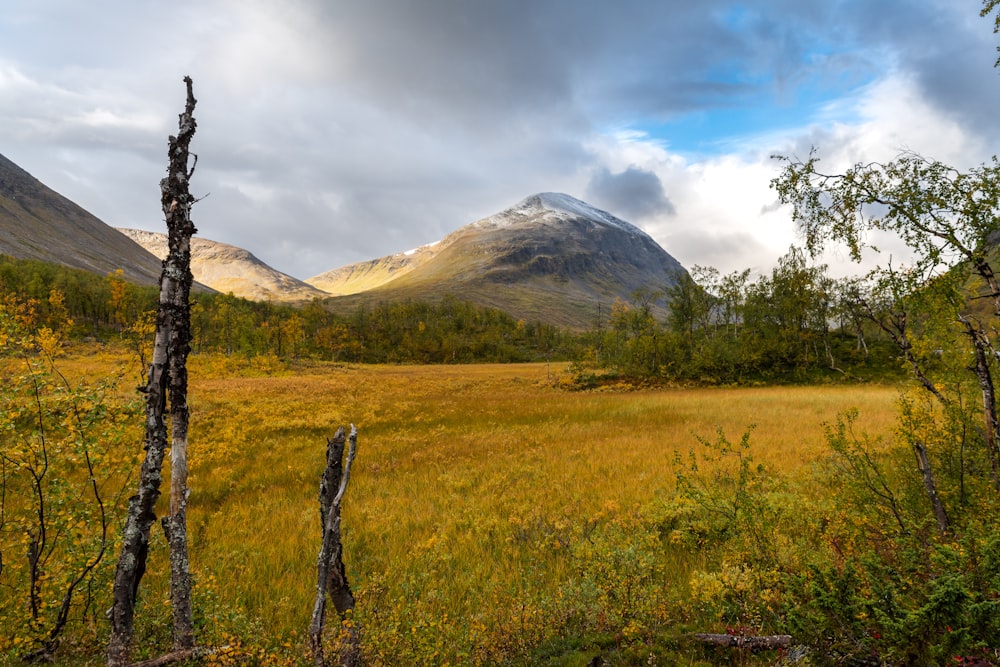 a grassy field with a mountain in the background