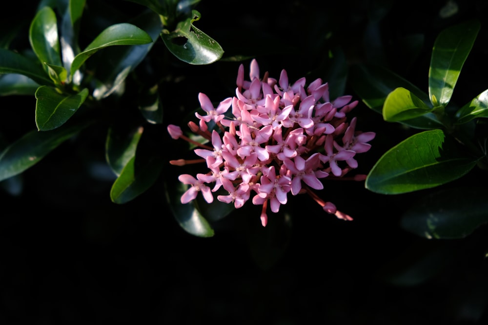 a close up of a pink flower on a tree