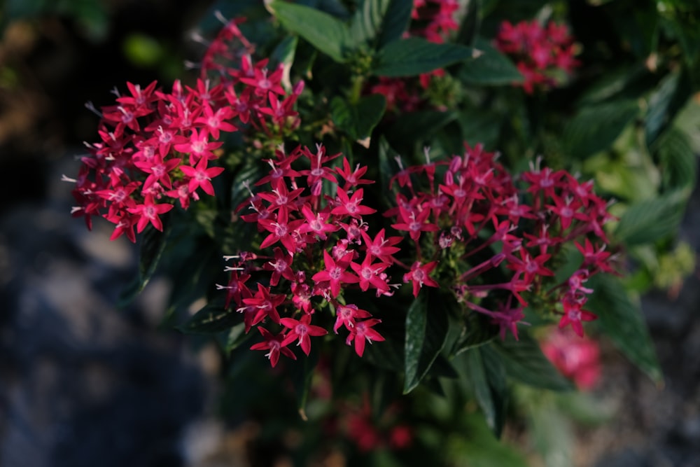 a close up of a bunch of red flowers