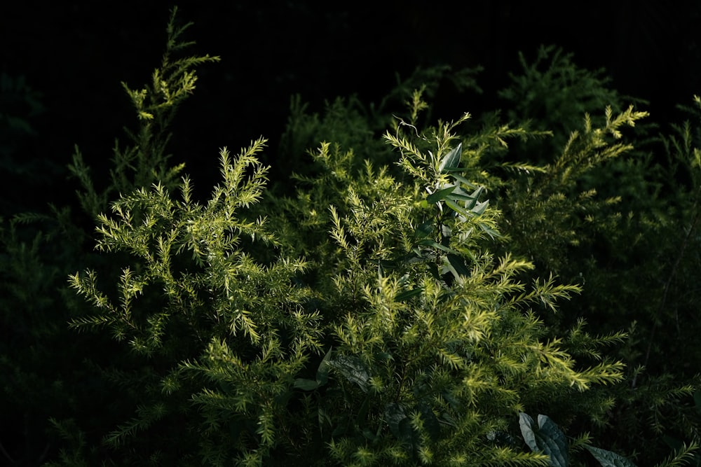 a close up of a tree in the dark