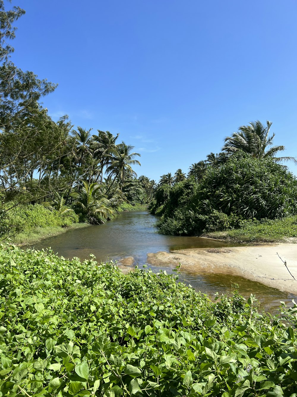 a river running through a lush green forest