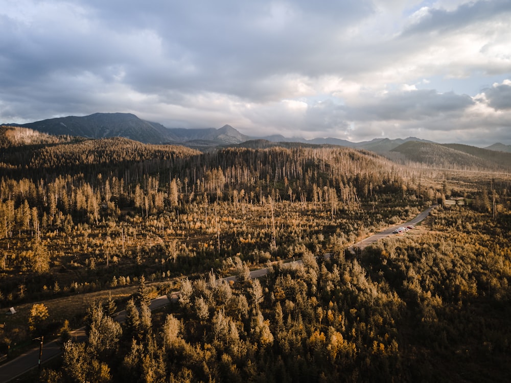 an aerial view of a forest with a river running through it