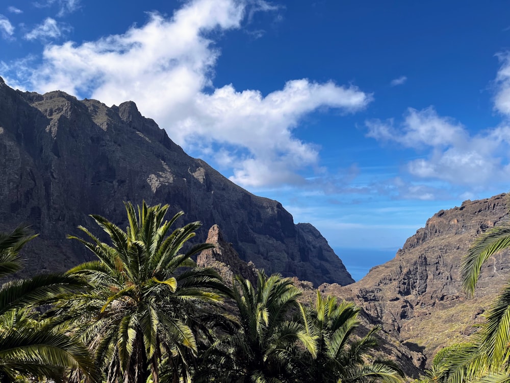 a view of a mountain with palm trees in the foreground