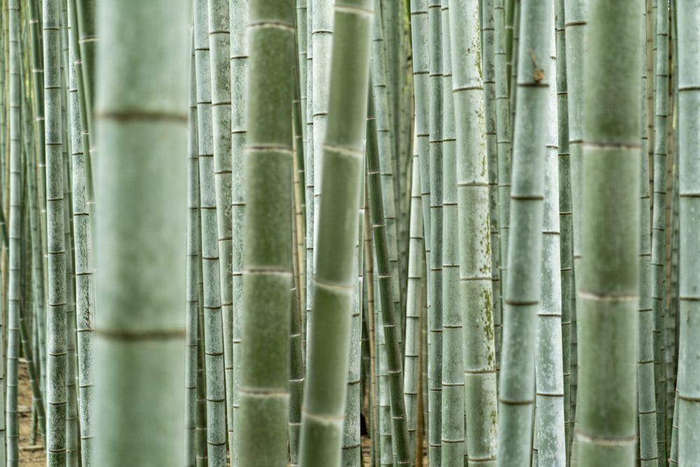 Un groupe de grands bambous verts dans une forêt