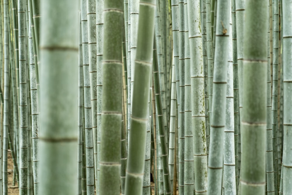 a group of tall green bamboo trees in a forest