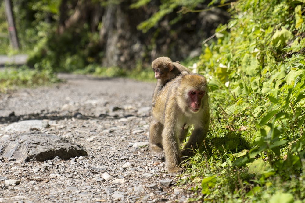 a couple of monkeys walking down a dirt road