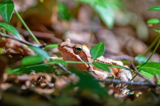 A close-up of a vibrant Egyptian frog in a natural habitat.