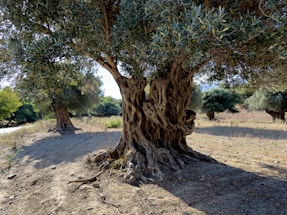 An ancient olive tree stands in a sunlit clearing, its trunk twisted and gnarled, showcasing years of weathering. Surrounding the main tree are several other olive trees, their branches laden with dense, silvery green leaves. The ground is dry and dusty, with sparse grass patches and visible shadows cast by the trees.