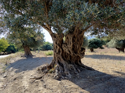 An ancient olive tree stands in a sunlit clearing, its trunk twisted and gnarled, showcasing years of weathering. Surrounding the main tree are several other olive trees, their branches laden with dense, silvery green leaves. The ground is dry and dusty, with sparse grass patches and visible shadows cast by the trees.
