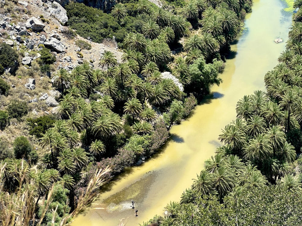 a river running through a lush green forest