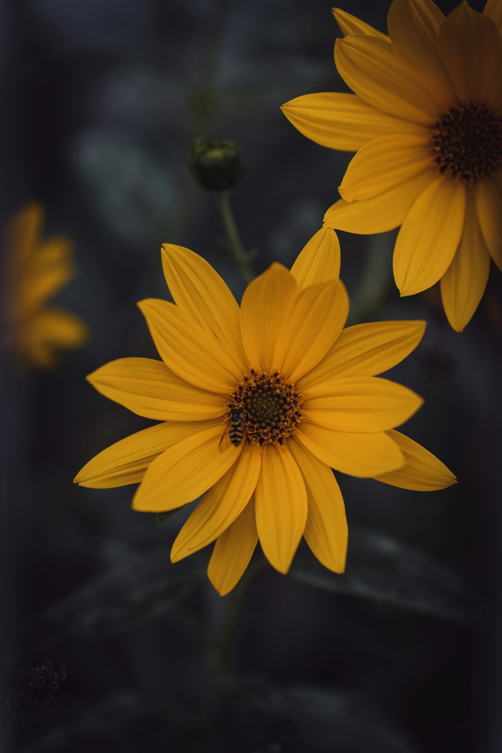 a close up of a yellow flower with a blurry background