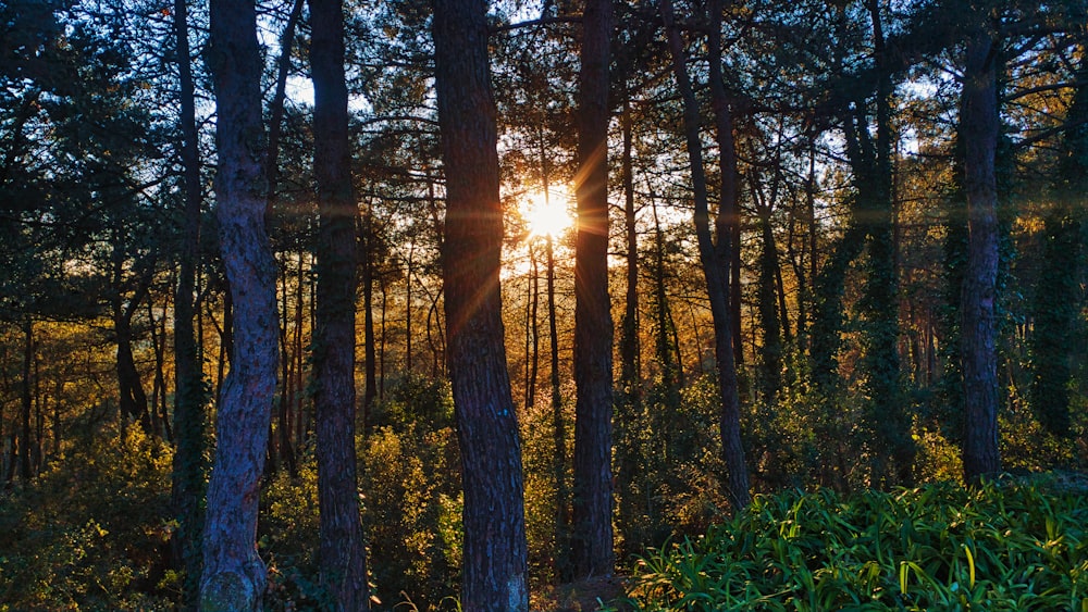 the sun is shining through the trees in the forest