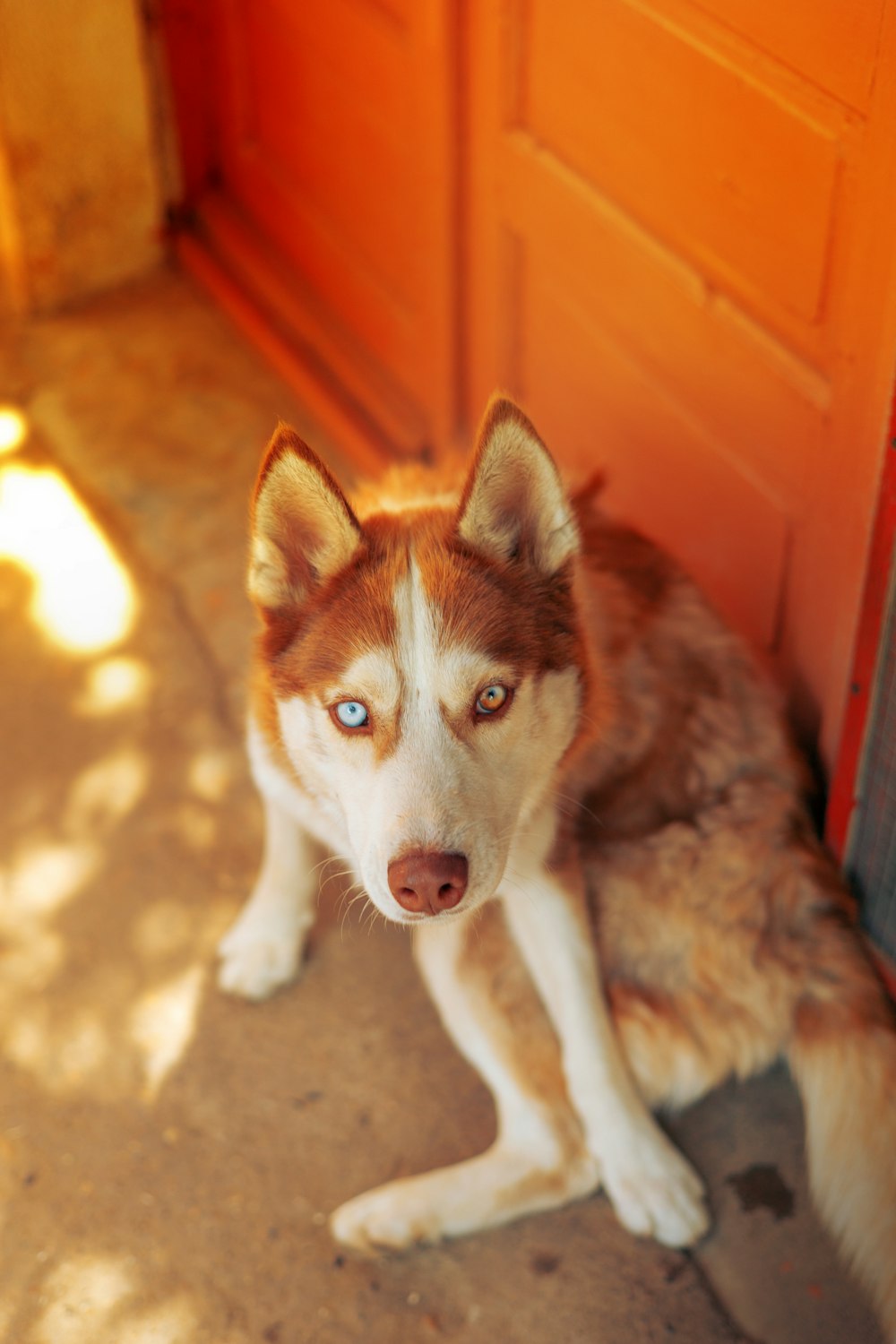 a brown and white dog sitting in front of a door