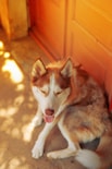 A large, fluffy Siberian husky resting peacefully in a cozy park corner during a walk.