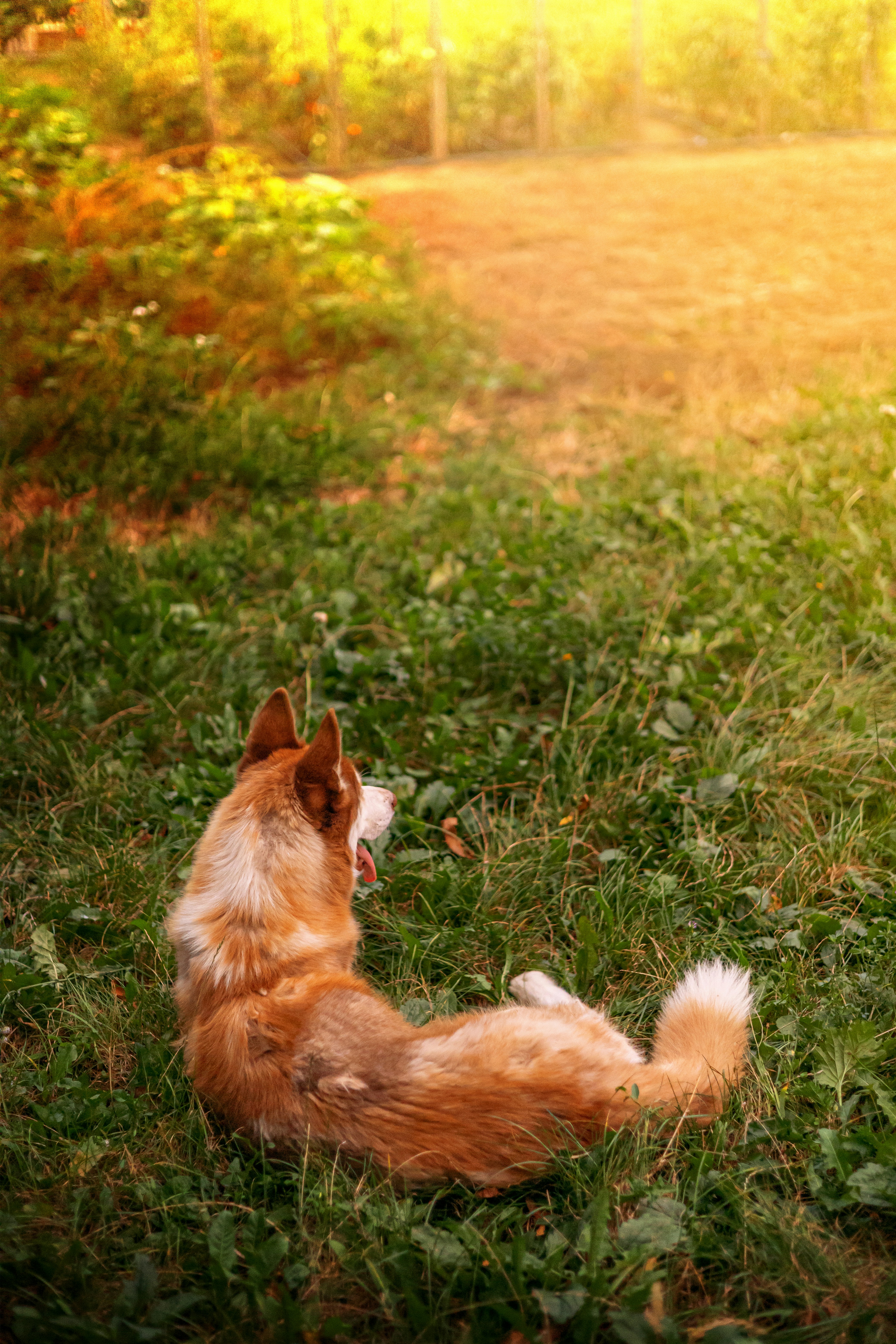 Photo by roscoadrian