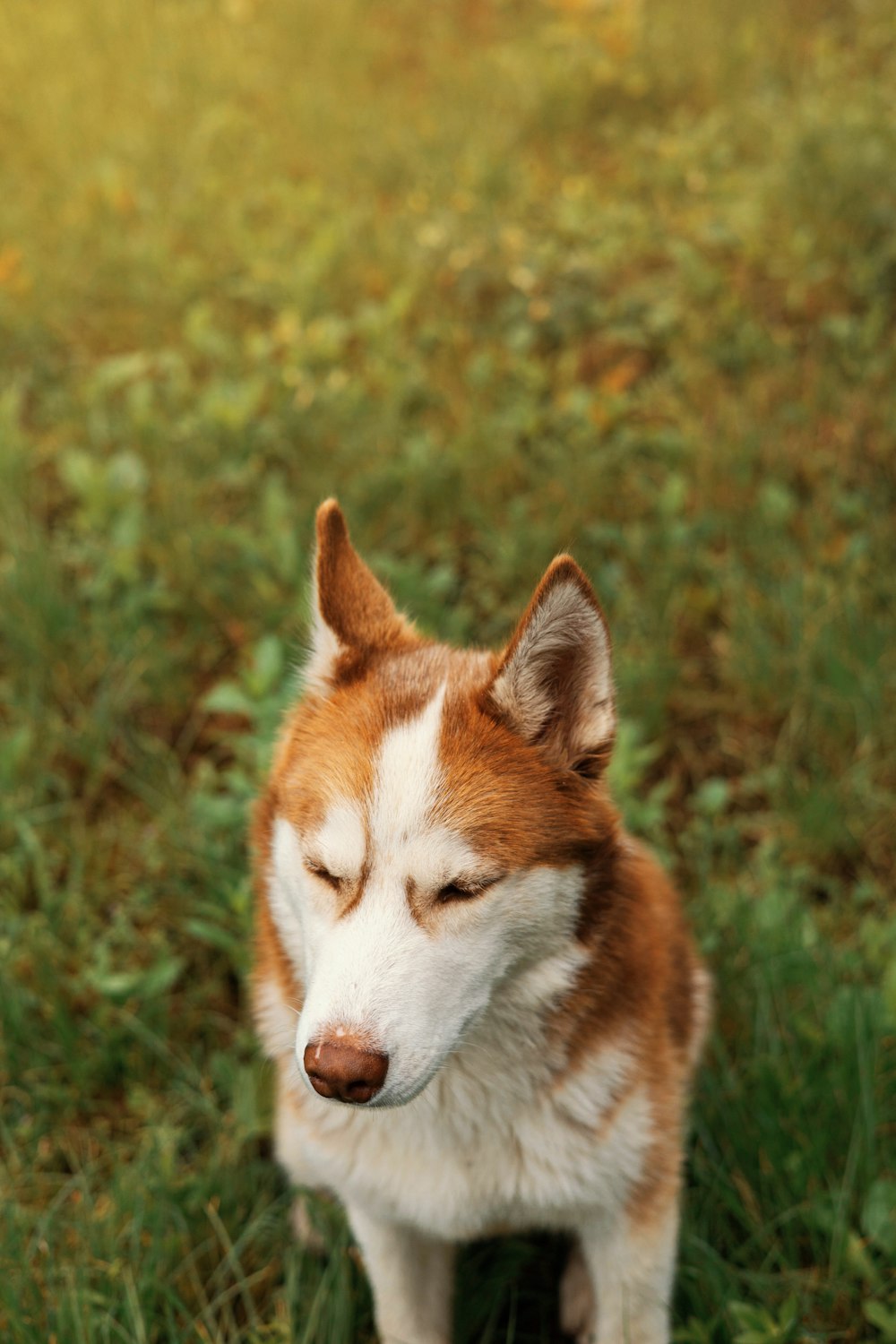 a brown and white dog sitting on top of a lush green field