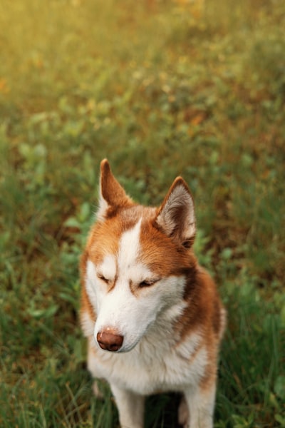 A dog resting calmly in a quiet space, the kind of calm that comes from a consistent routine
