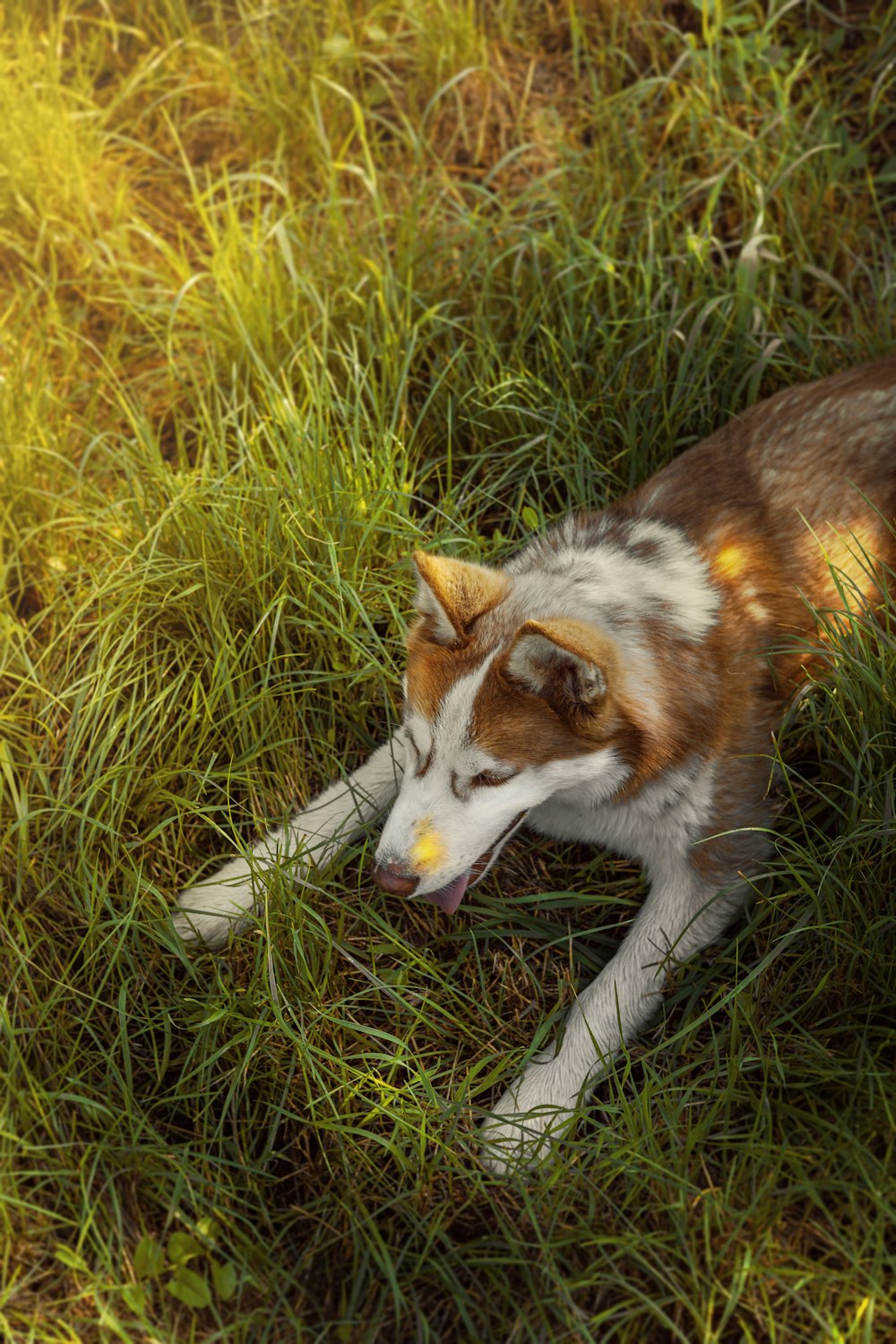 a dog laying in the grass with its mouth open