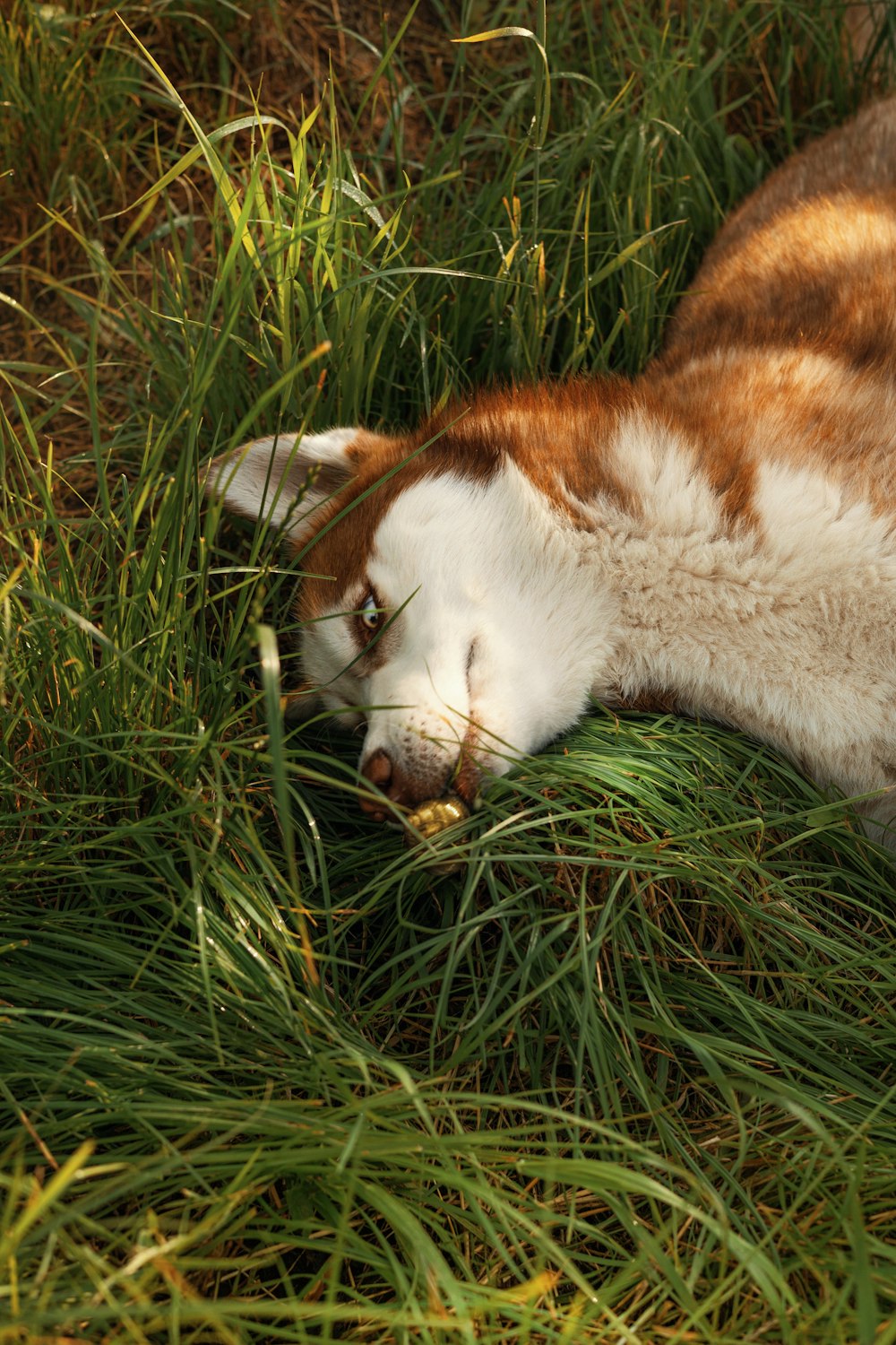 a brown and white cat laying in the grass