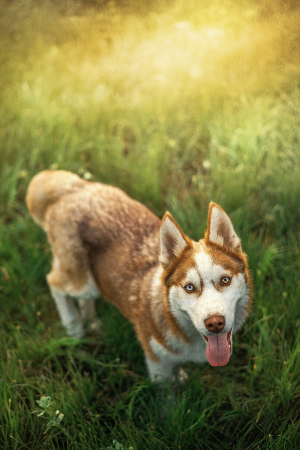 a brown and white dog standing on top of a lush green field