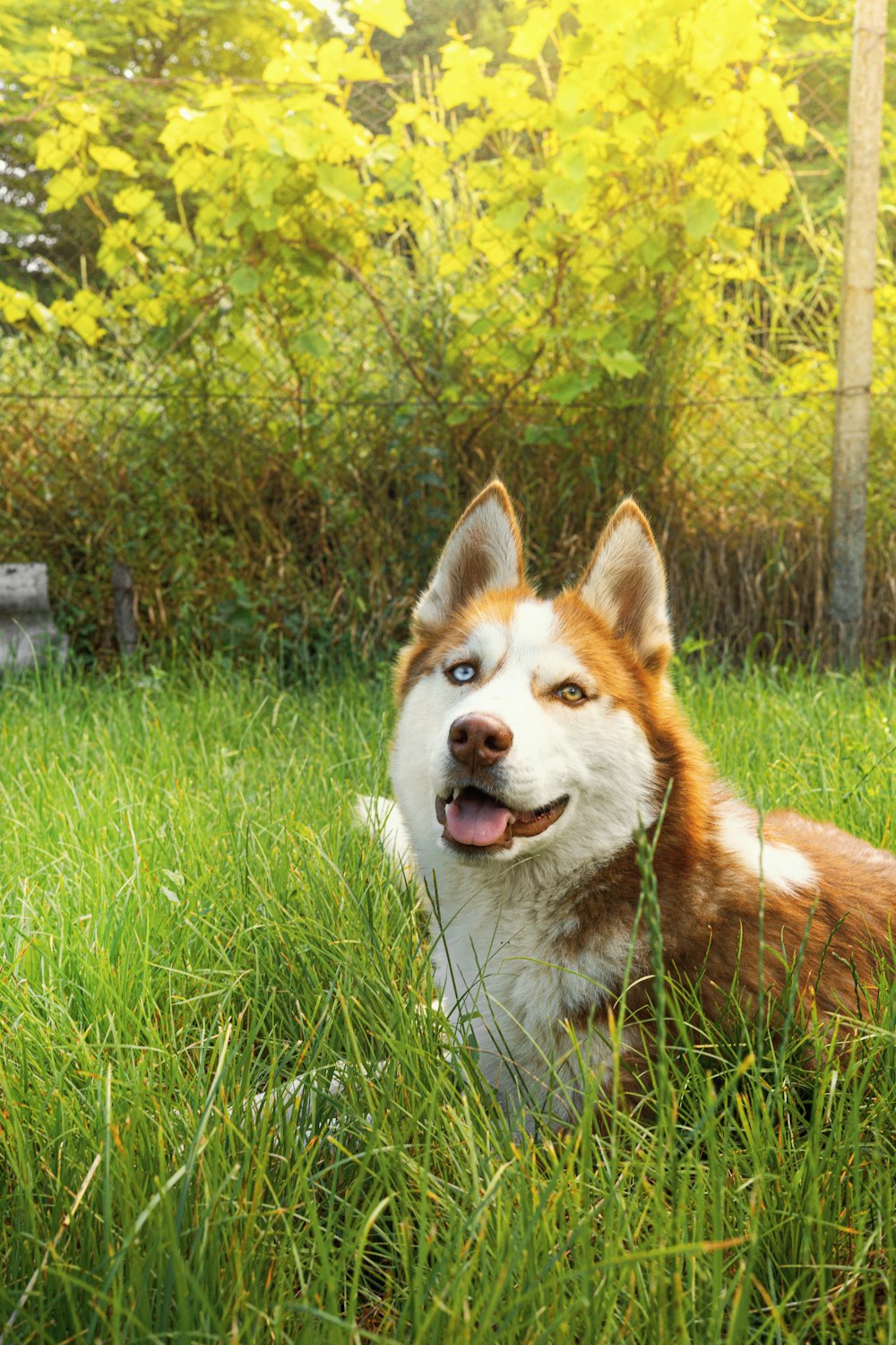 a brown and white dog laying on top of a lush green field