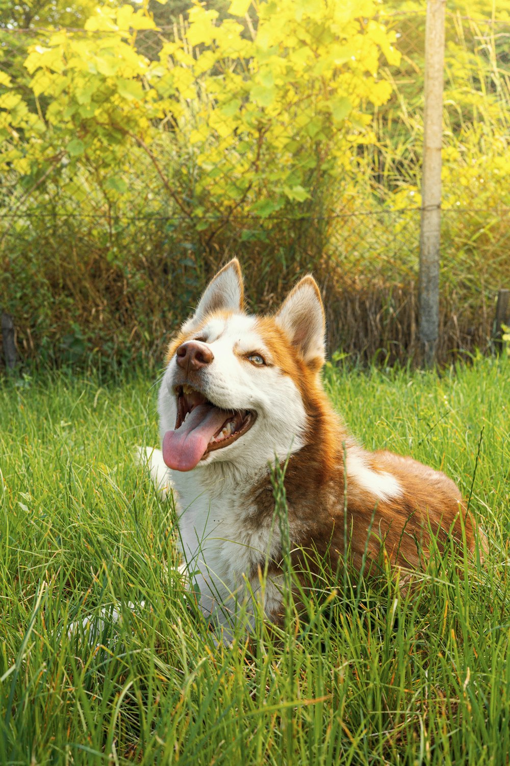 a brown and white dog laying in the grass