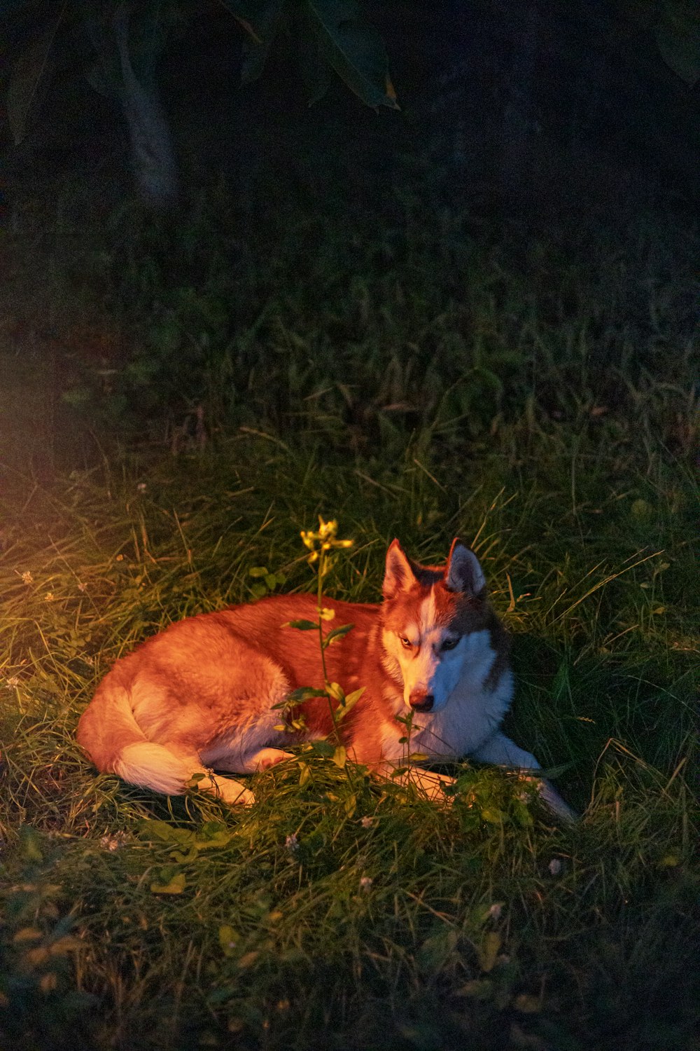 a dog laying in the grass next to a fire