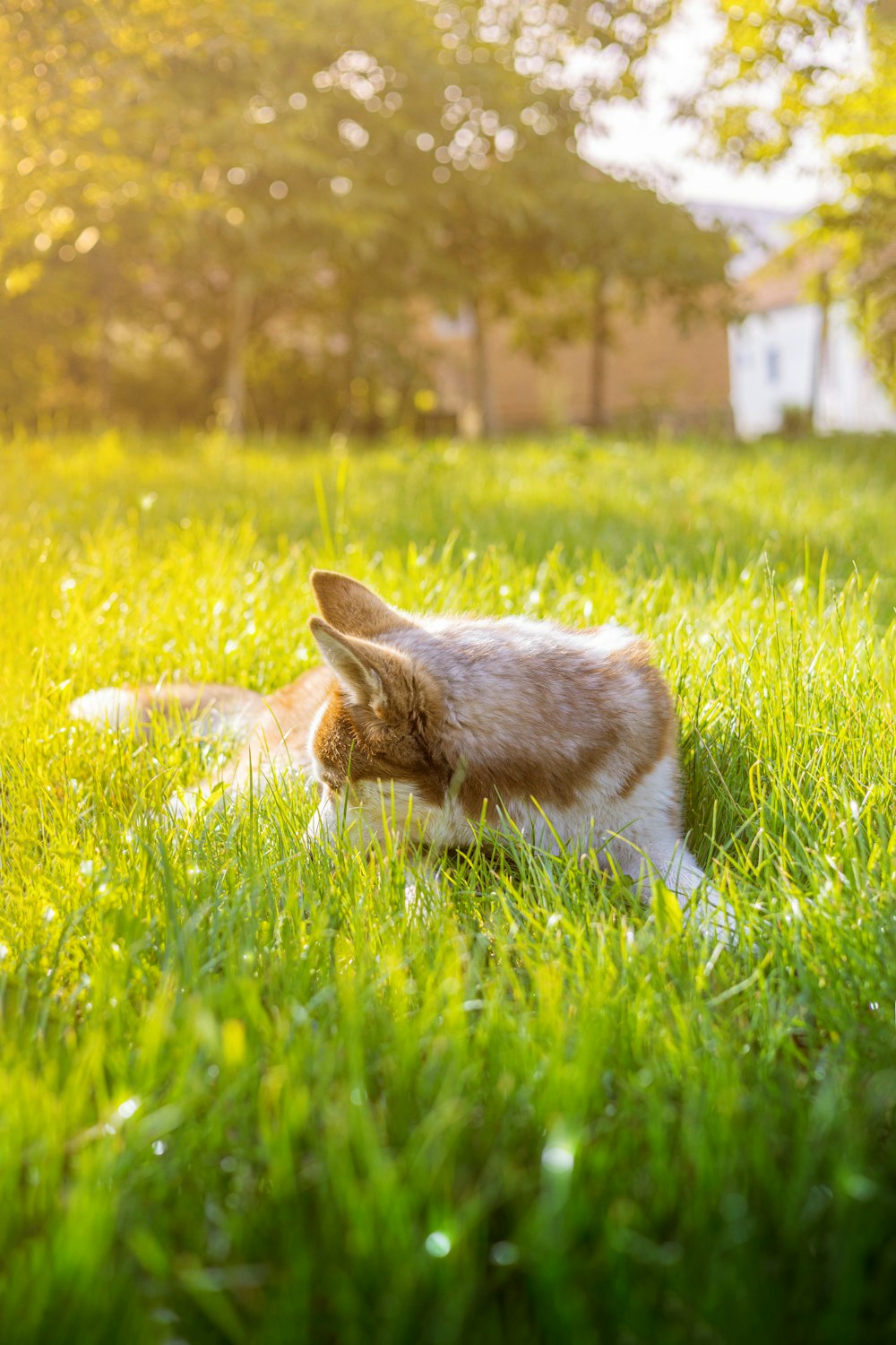 a cat laying in the grass in the sun