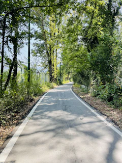 A paved pathway winding through a quiet neighborhood surrounded by tall trees.
