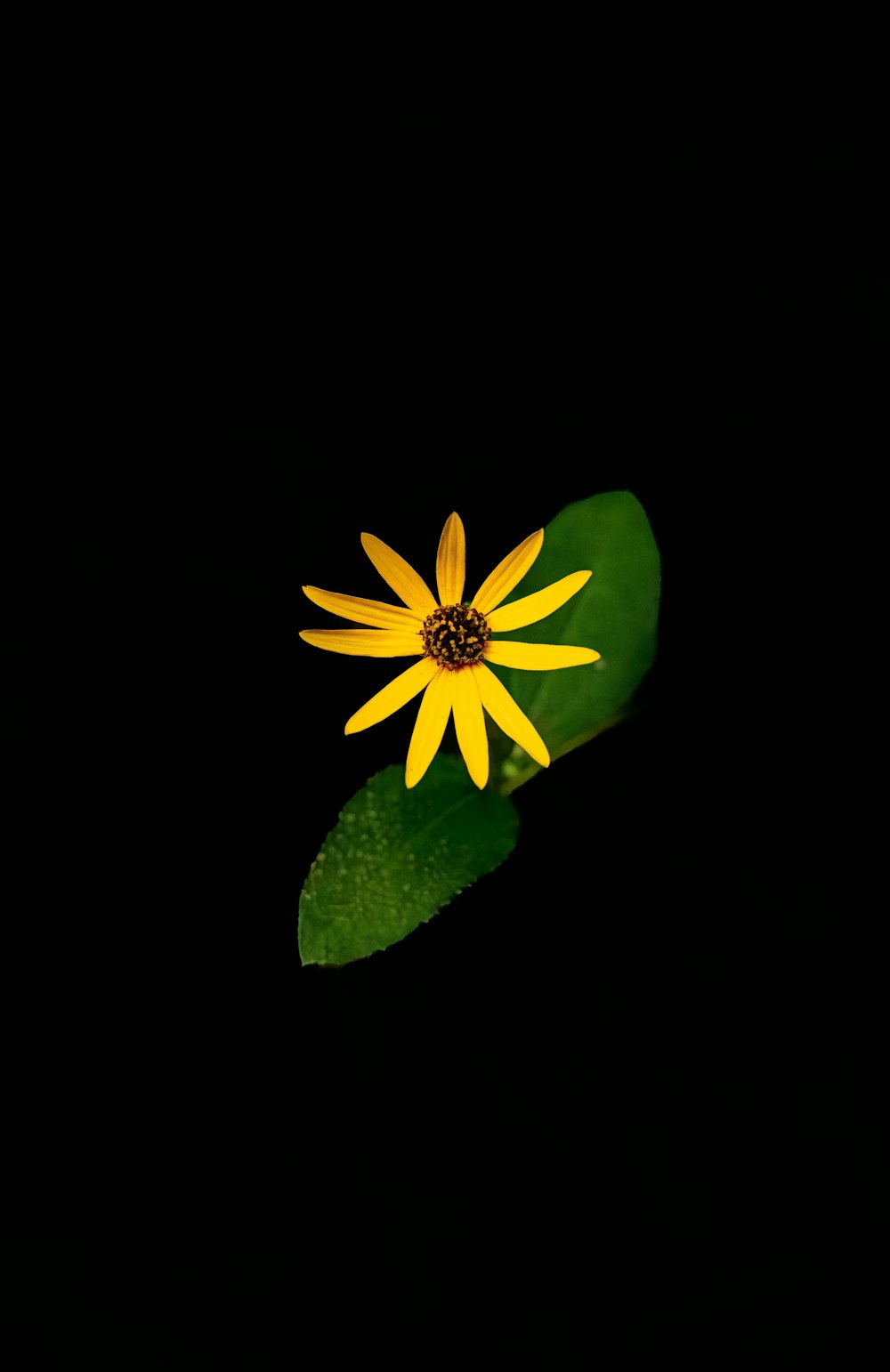 a single yellow flower on a green leaf