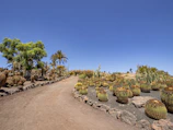 A desert landscape featuring a dirt path winding through a garden of various cacti and succulents. Several large barrel cacti are prominently displayed on the right side, while tall palm trees and bushes are present on the left. The sky is clear and bright blue, suggesting a sunny day.
