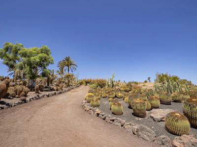 A desert landscape featuring a dirt path winding through a garden of various cacti and succulents. Several large barrel cacti are prominently displayed on the right side, while tall palm trees and bushes are present on the left. The sky is clear and bright blue, suggesting a sunny day.