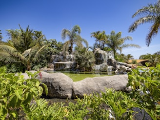 a pond surrounded by palm trees and rocks