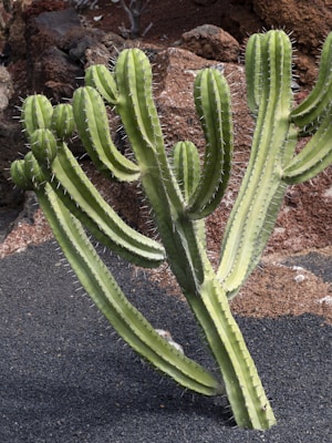 A large, green cactus with multiple arms growing upwards and slightly curved. The cactus is surrounded by a rough, rocky soil with a mix of dark volcanic sand and brown rocks.