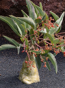 A succulent plant with a thick, bulbous trunk and elongated, pointed green leaves. Small red berries are scattered along the stems. The ground is covered with dark, coarse sand and the background is made up of a reddish-brown rock surface.