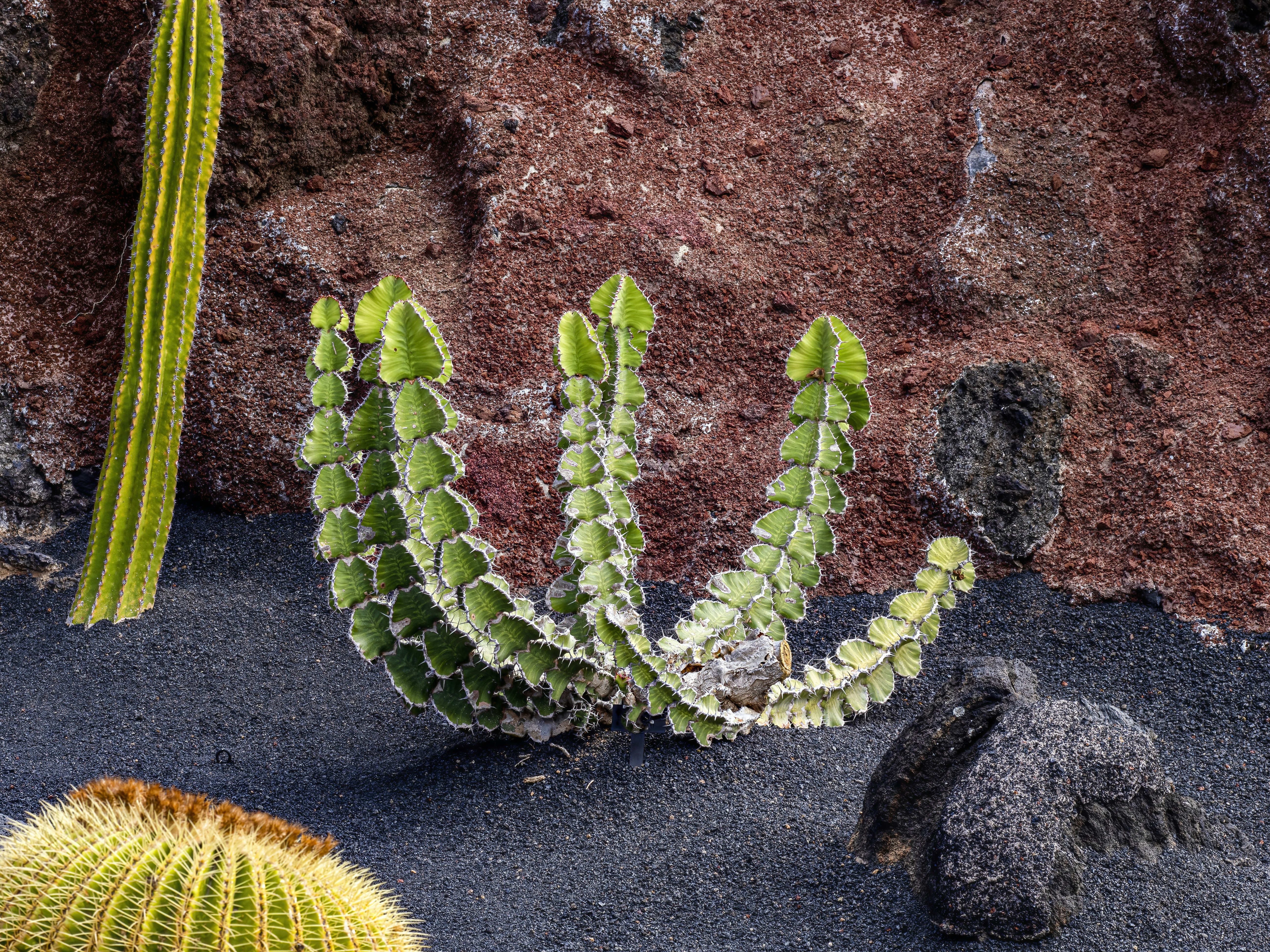 Carnivorous Plants in Volcanic Wetlands (image credits: unsplash)