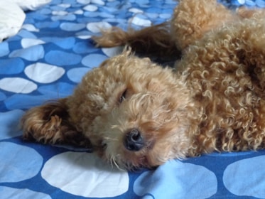 A happy dog resting on a comfortable bed.