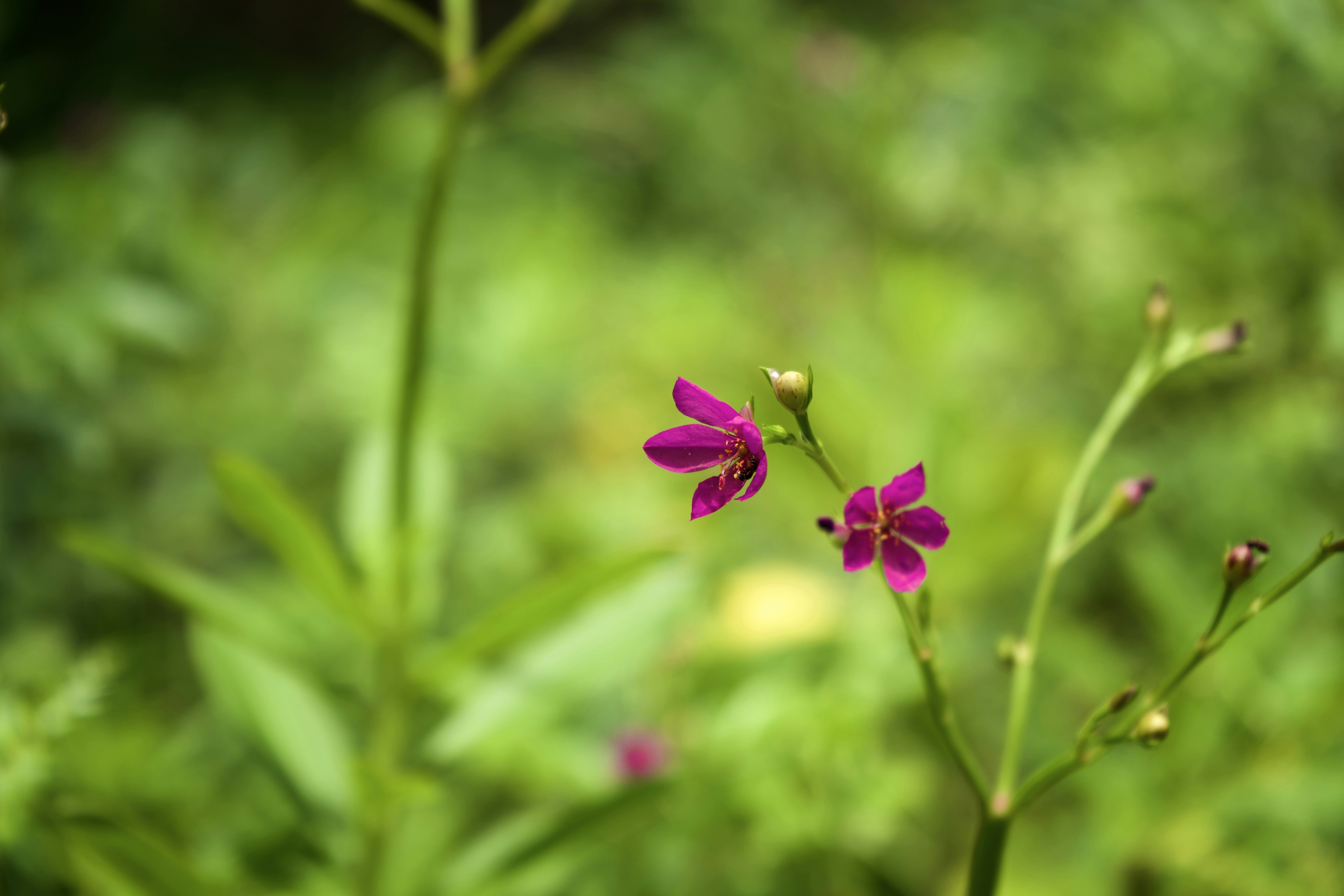 Photo by baraneswaran