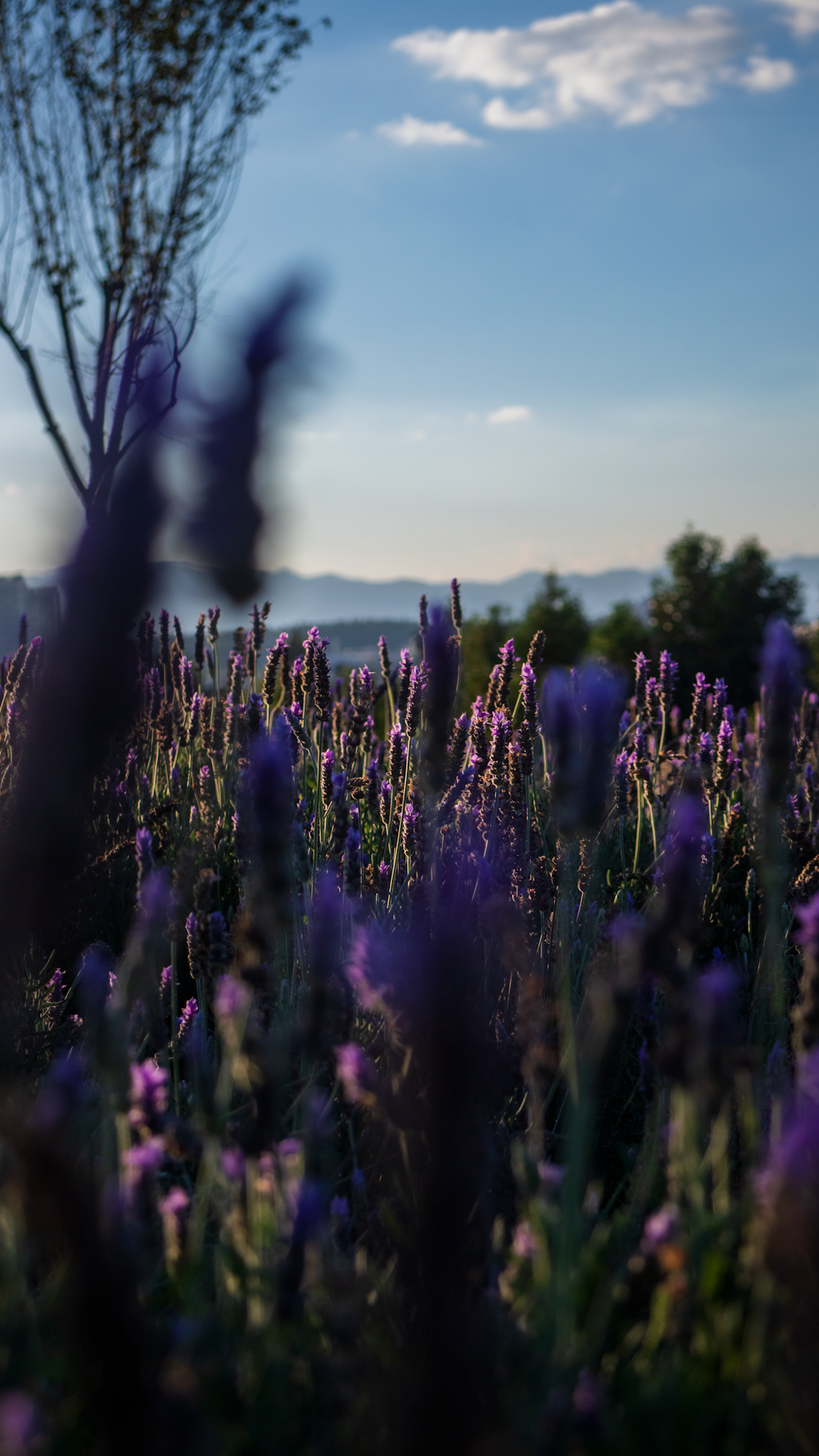 a field full of purple flowers under a blue sky