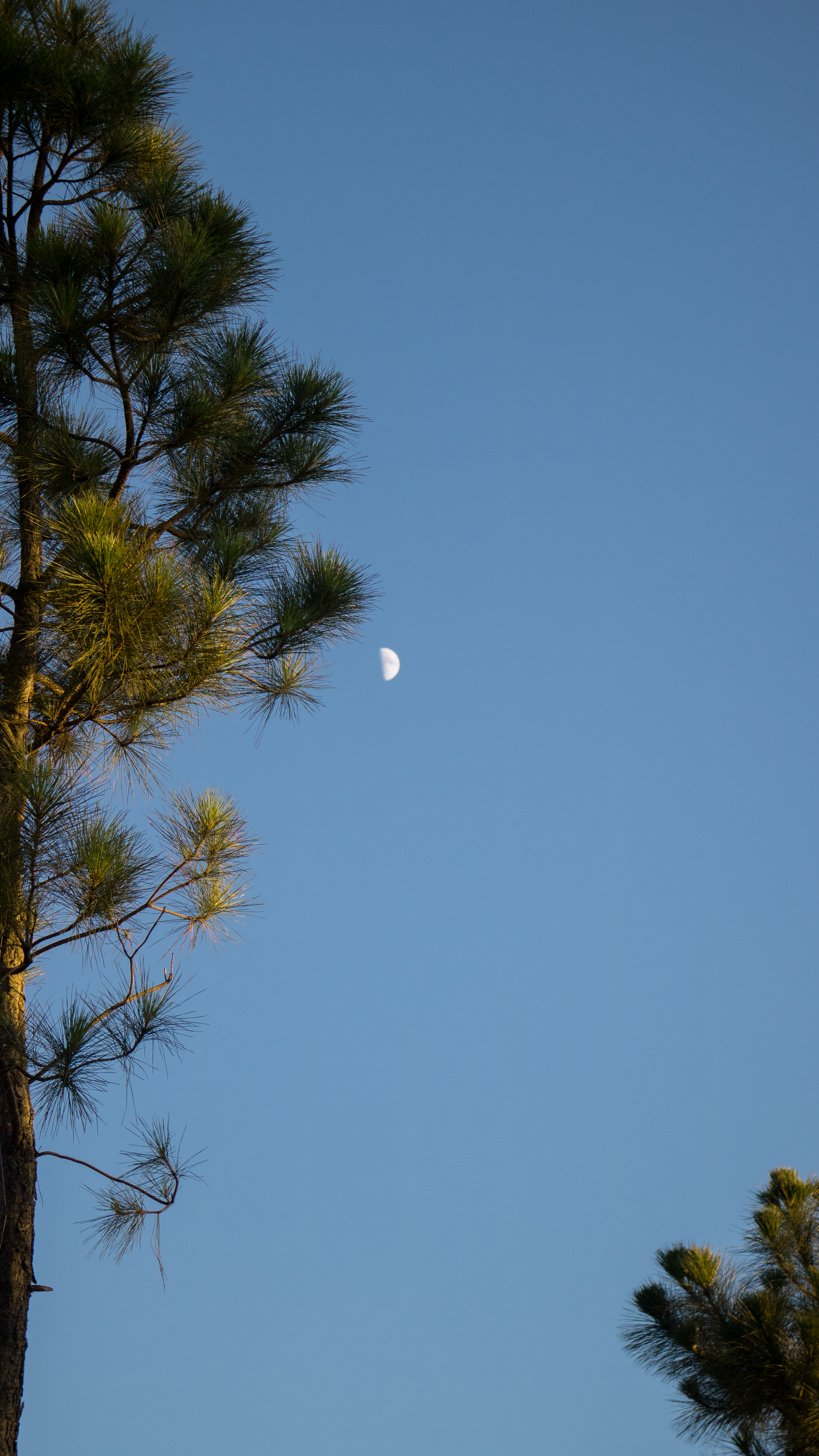 the moon is seen through the branches of a pine tree