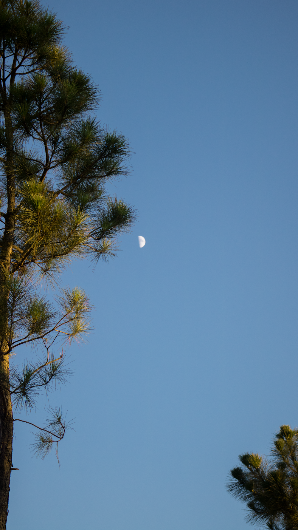 the moon is seen through the branches of a pine tree