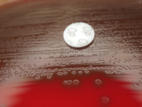 A close-up of a petri dish containing bacterial colonies and a white antimicrobial disk with 'OP' printed on it. The colonies appear as tiny circular formations on the agar surface, and the dish has a reddish-brown tint in the background.