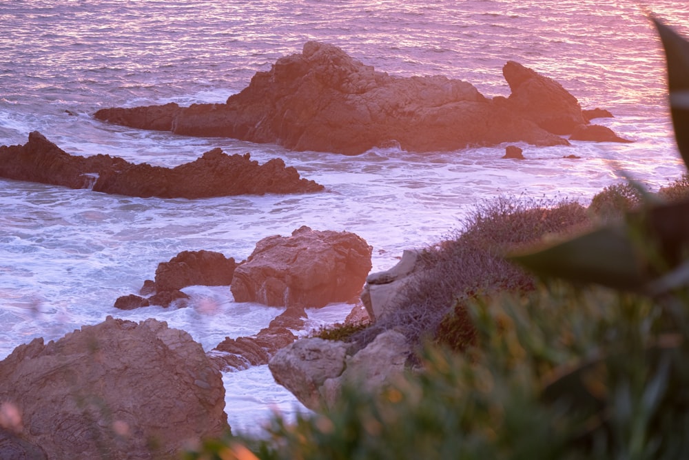 a bird sitting on a rock near the ocean